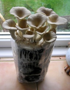 Oyster mushrooms ready to be cropped and enjoyed