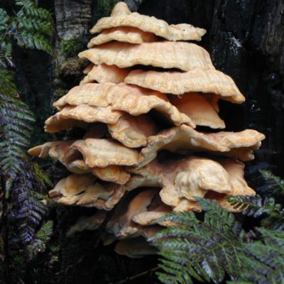 Chicken Of The Woods 6 Xs Mushroom Logs Natural HAND Mushroom Logs