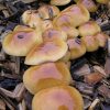 A troupe of Nameko Mushrooms