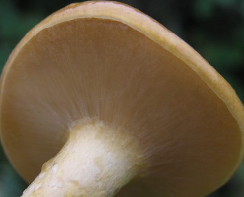 Nameko Mushroom