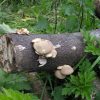 Pearl Oyster Mushroom Cherry Log
