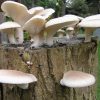 Pearl Oyster Mushrooms