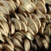 Pearl Oyster Mushrooms