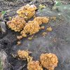 Enoki Mushroom Clusters
