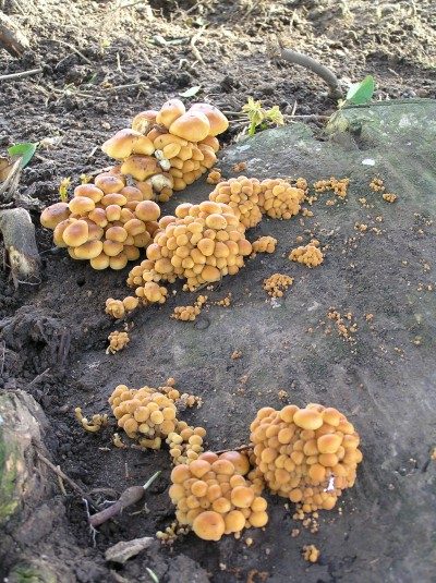 Enoki Mushroom Clusters