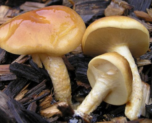 Nameko mushrooms