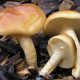 Nameko mushrooms