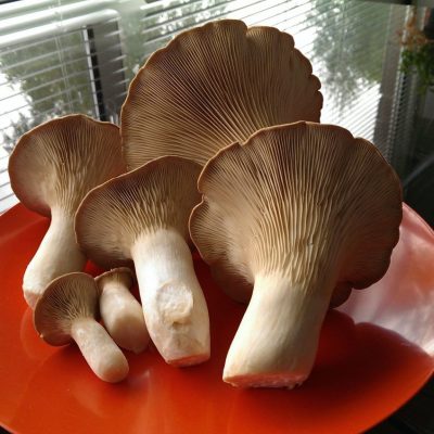 King Oyster Mushrooms