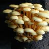 Enoki Mushrooms Growing on a Sycamore Log