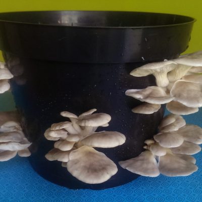 Oyster Mushroom Growing Kits