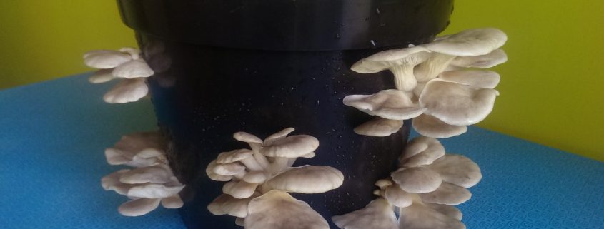 Oyster Mushroom Plant Pot Kit