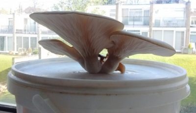 Oyster Mushrooms grown using the Coffee Growing Kit