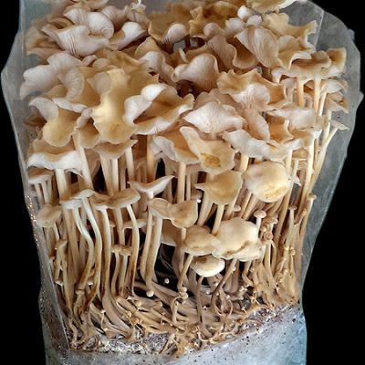 Sawdust Spawn Enoki Mushrooms