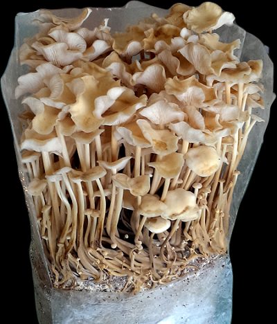 Sawdust Spawn Enoki Mushrooms