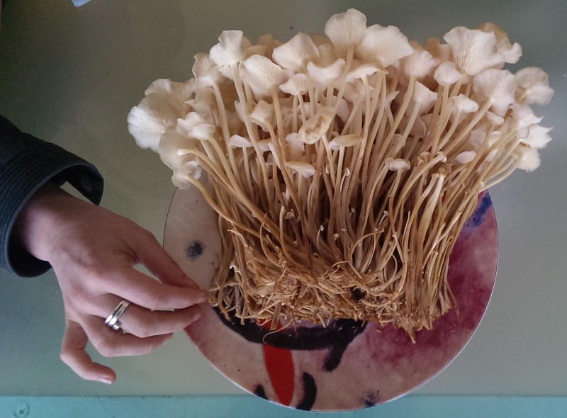 Как выращивают грибы эноки