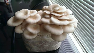 White Oyster Mushroom Sawdust Spawn - First Flush