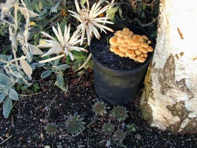 Enoki grown in a plant pot outdoors