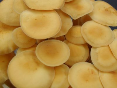 Enoki mushrooms closeup