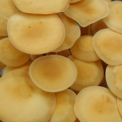Enoki mushrooms closeup