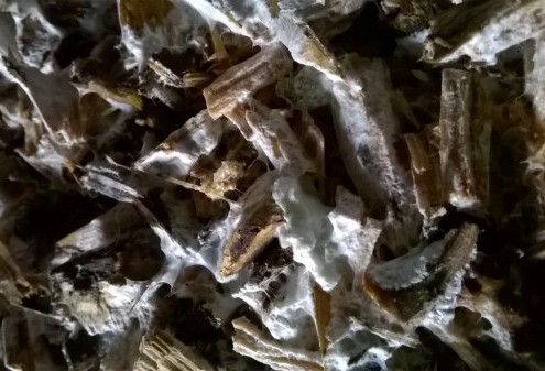 King Stropharia mycelium growing through wood-chip