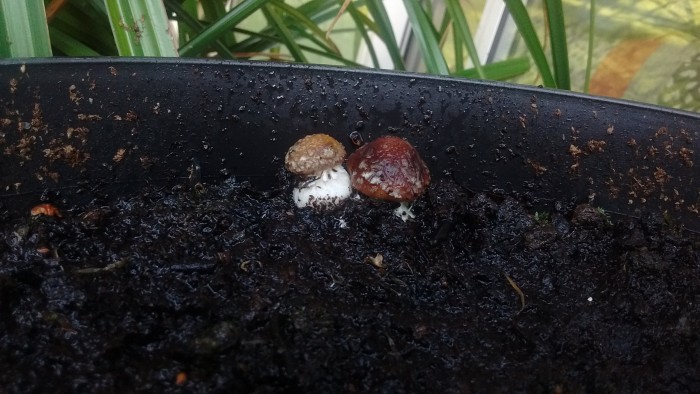 mushroom primordia