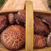 Shiitake Mushroom Trug