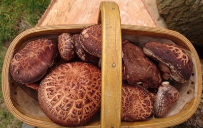 Shiitake Mushroom Trug