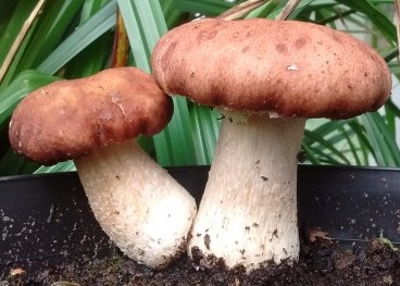 King Stropharia Mushrooms