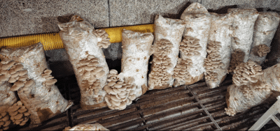 Pearl Oyster Mushrooms grown by Henri Ruukki in Finland
