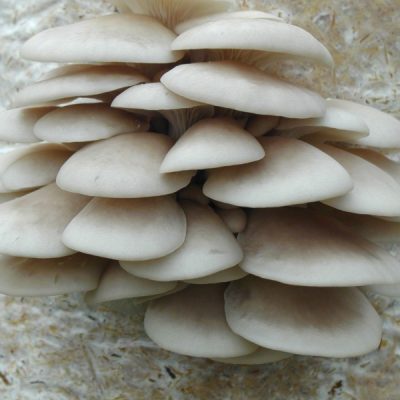 Pearl Oyster Mushrooms at the ideal stage for cropping