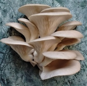 Grey Oyster Mushroom - Mocha Colouring