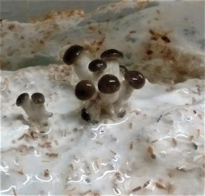 Grey Oyster Mushroom Primordia