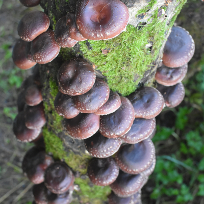 Shiitke Mushroom Log