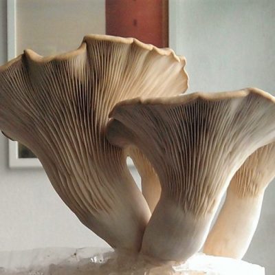 King Oyster grown from sawdust spawn