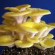 Yellow Oyster Mushrooms