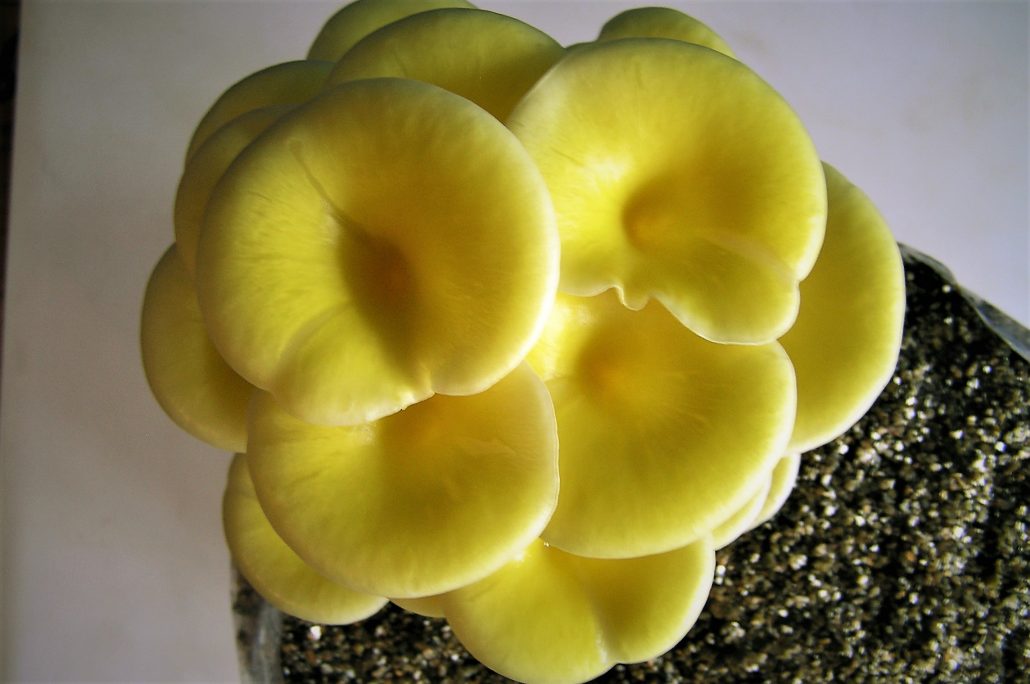 Yellow Oyster Mushrooms
