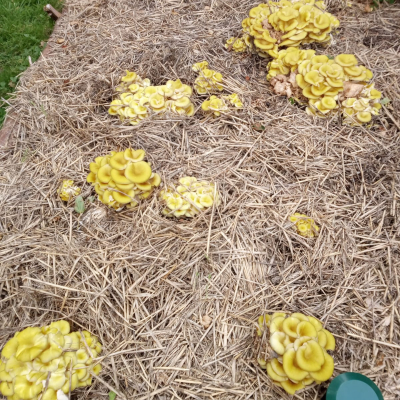 Yellow Oyster Mushrooms growing in a straw bed