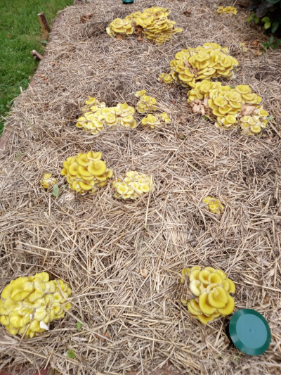 Yellow Oyster Mushrooms growing in a straw bed
