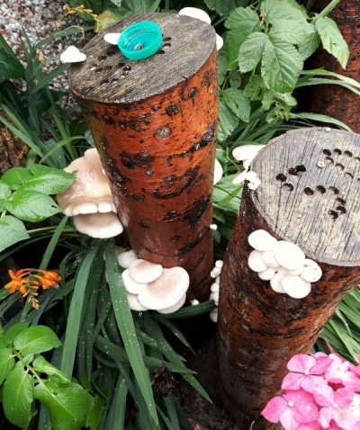 Summer Oyster Mushrooms