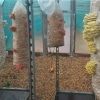 Pink, Yellow, and White Oyster Mushrooms