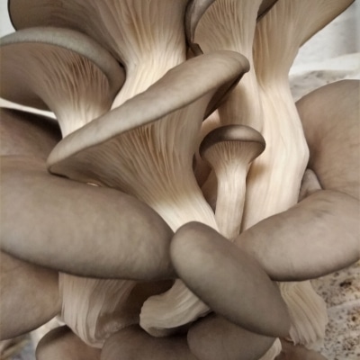 Grey Oyster Mushrooms