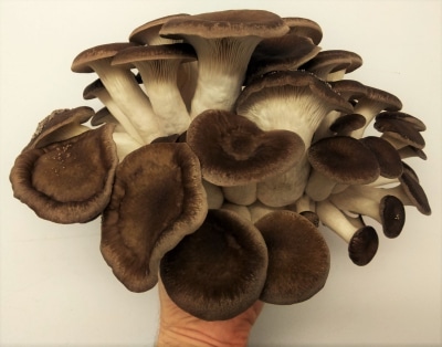 Black Pearl Oyster Mushrooms