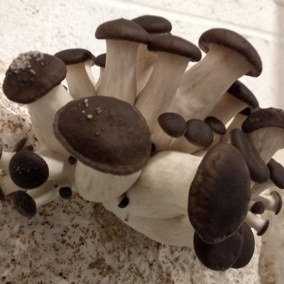 Black Pearl Oyster Mushroom Primordia