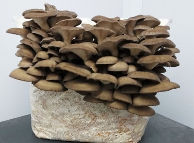 Winter Brown Oyster Mushrooms