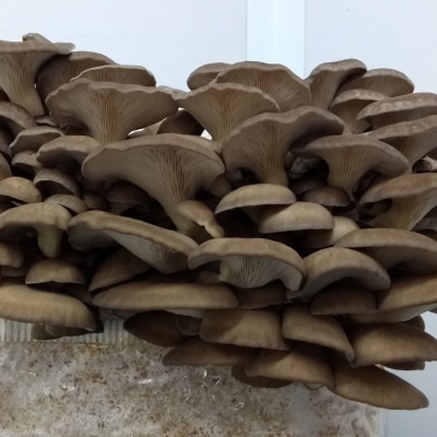 WInter Brown Oyster Mushrooms