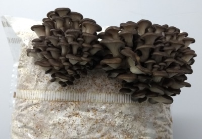 Winter Brown Oyster Mushrooms when young