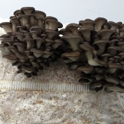 Winter Brown Oyster Mushrooms when young