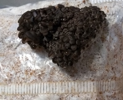 Winter Brown Oyster Mushroom primordia
