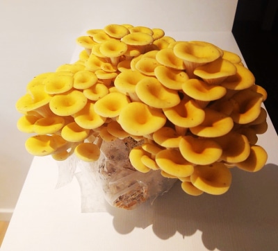 Yellow Oysters Mushrooms Grown using Masters Mix All-in-One Pellets